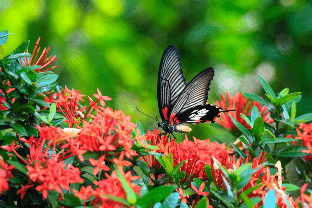Je eigen vlinderparadijs: Zo lok je vlinders naar je tuin