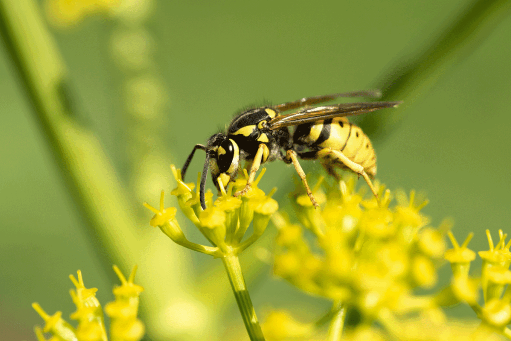 Wespen in de zomer: Kleine zoemers met grootse ambities