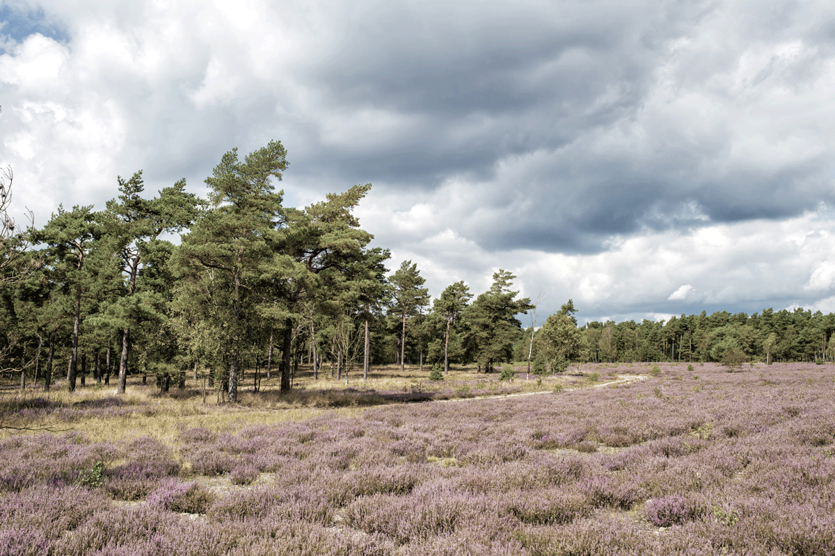 Verken de Veluwe: je perfecte vakantiebestemming!