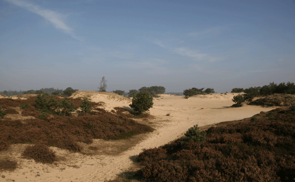 Zomeravondwandeling Aekingerzand