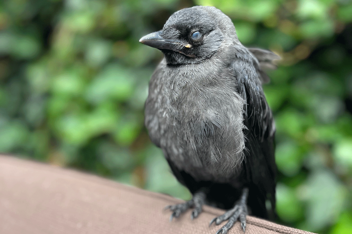 Een vogelvriendelijke tuin