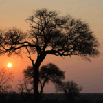 Van Kaapstad tot Kruger: De Hoogtepunten van een Luxe Individuele Rondreis door Zuid-Afrika